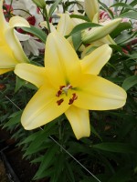 [5190 Outback VWS No02.JPG]